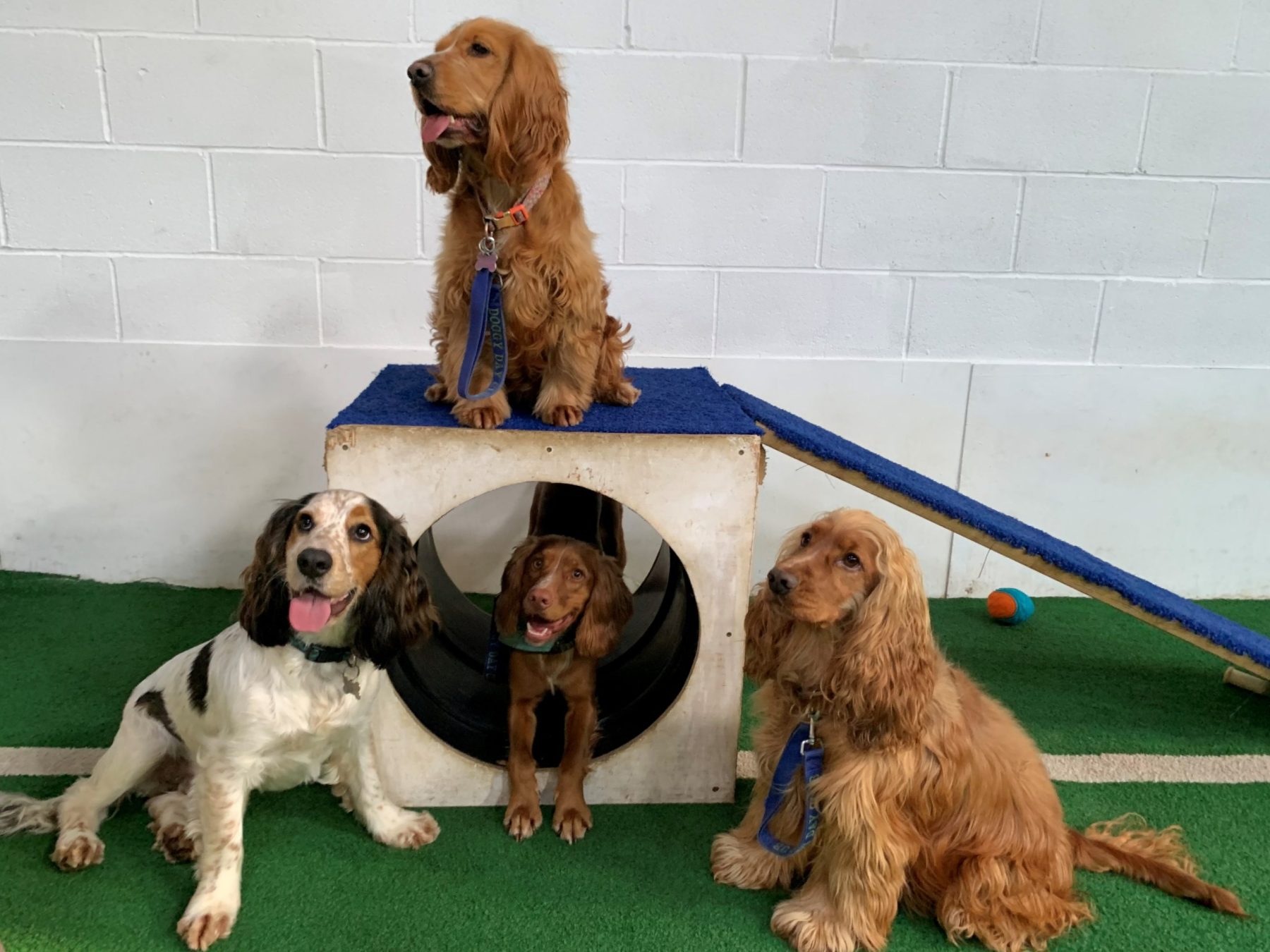 Doggy Day School Group of dogs posing on and around a small agility ramp and tunnel, with one dog sitting on top and others below