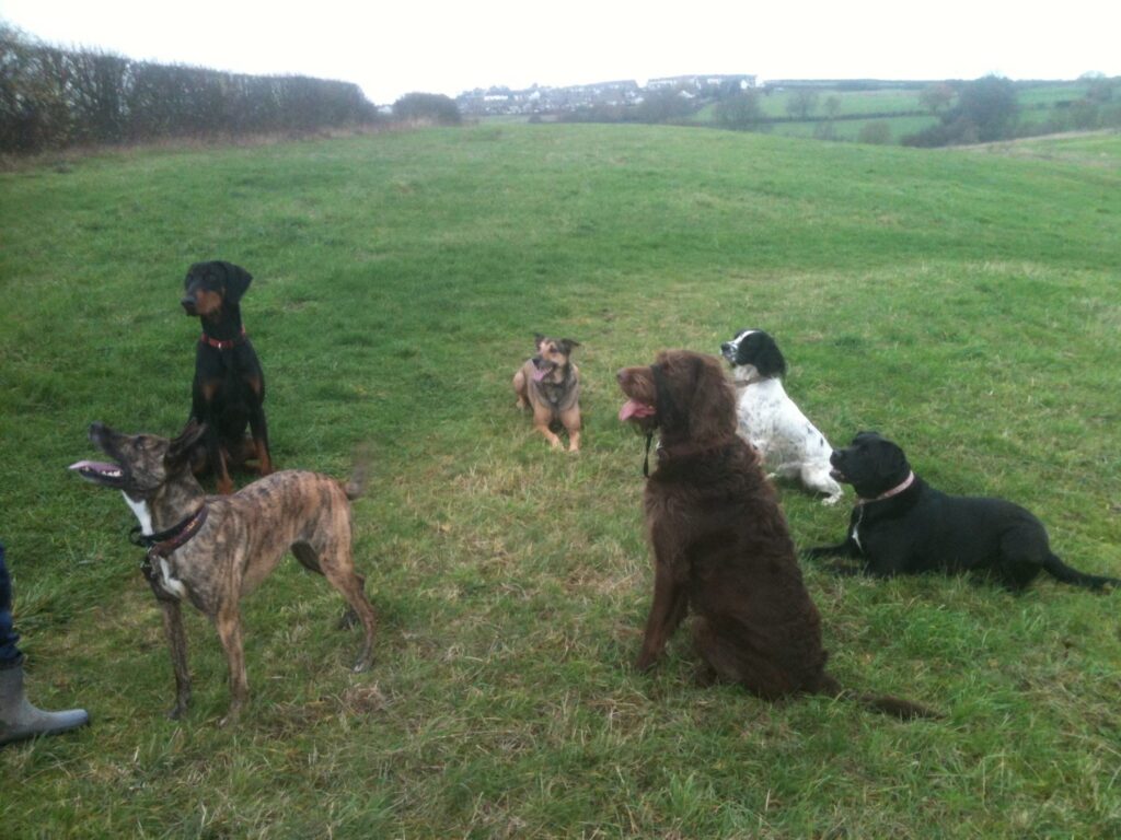 Doggy Day Care