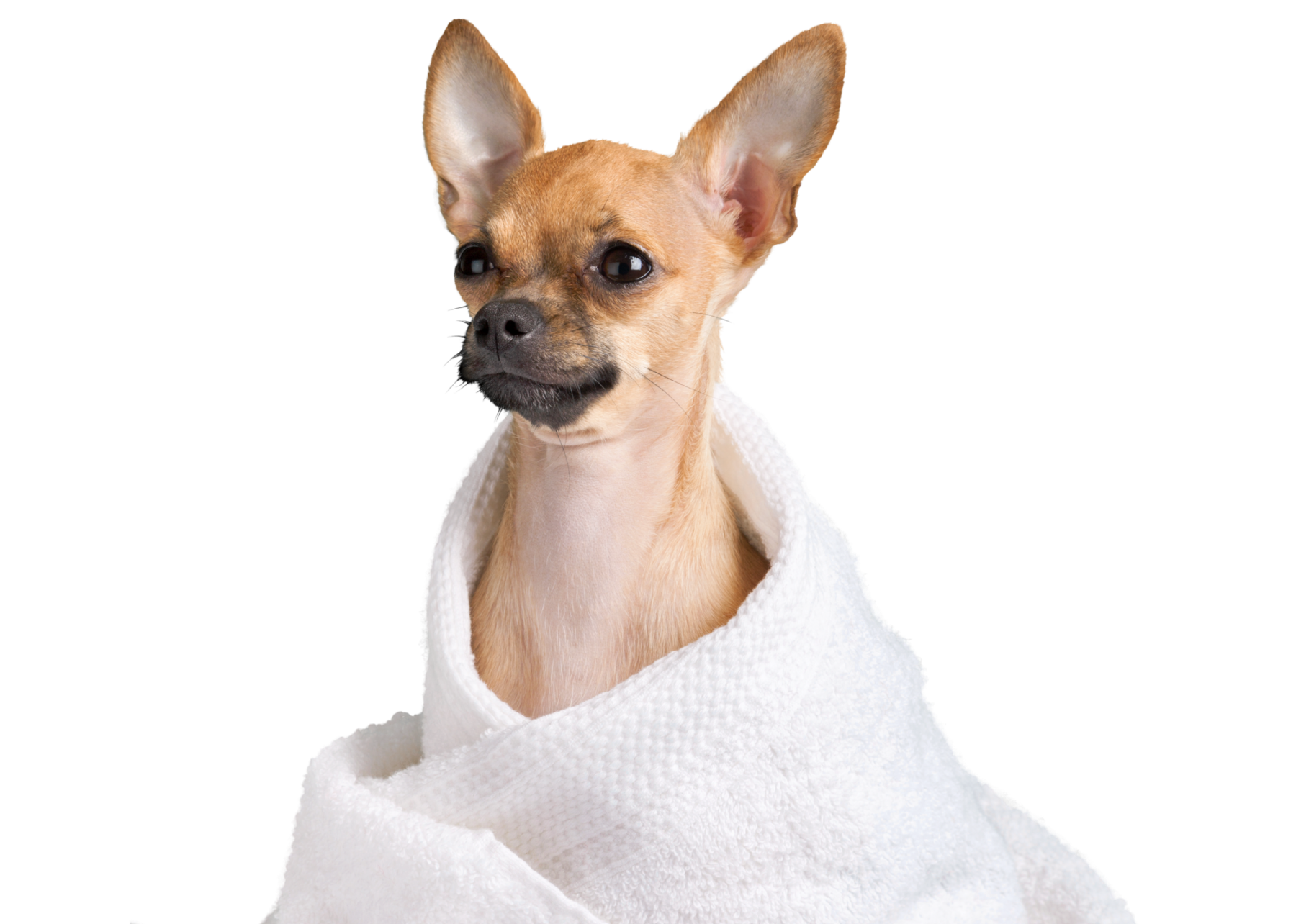 Doggy Day Spa Doggy Day Spa