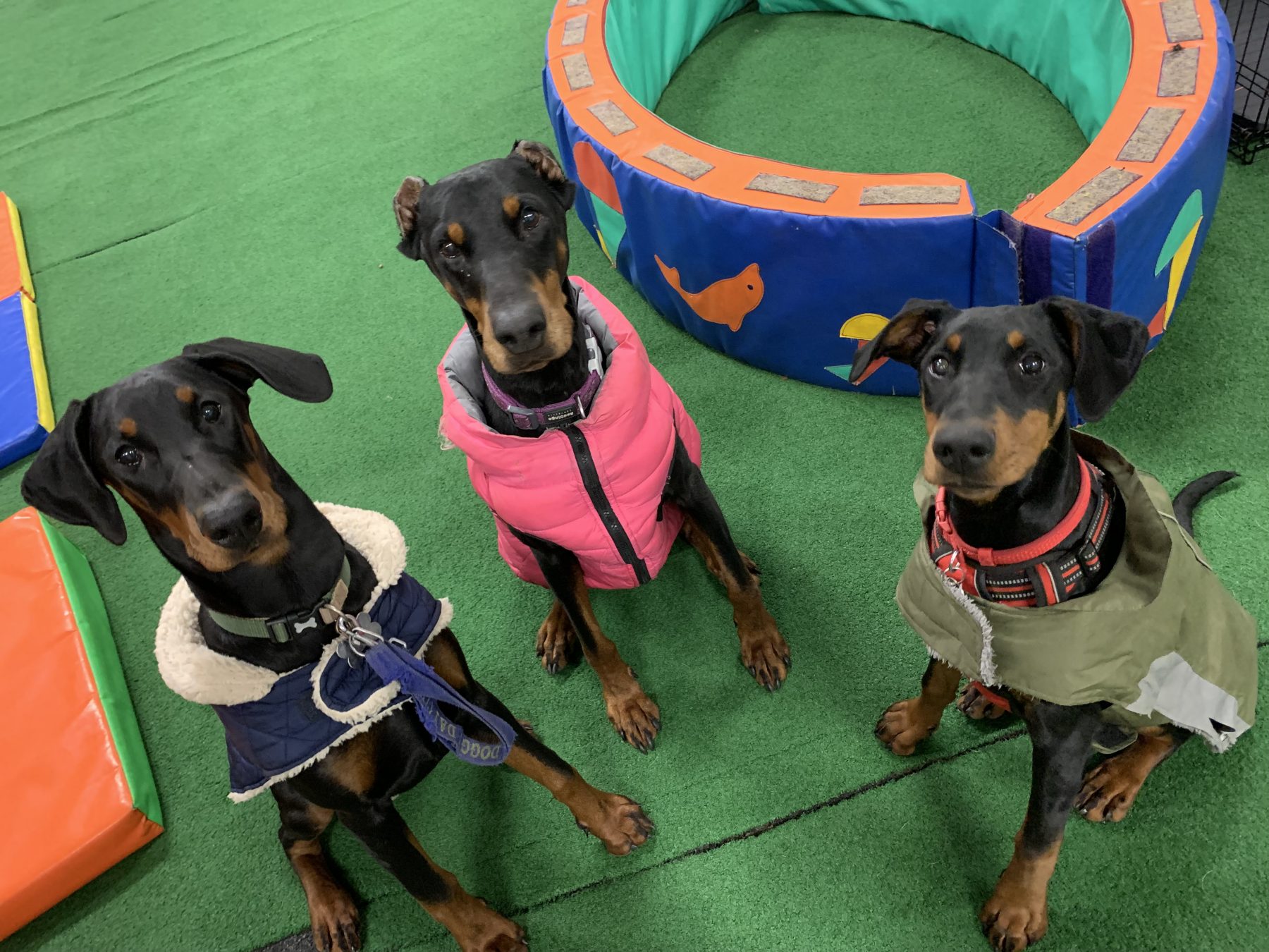 Doggy Day School Three Doberman-type dogs sitting on green indoor flooring, each wearing a coat, next to colourful padded play equipment