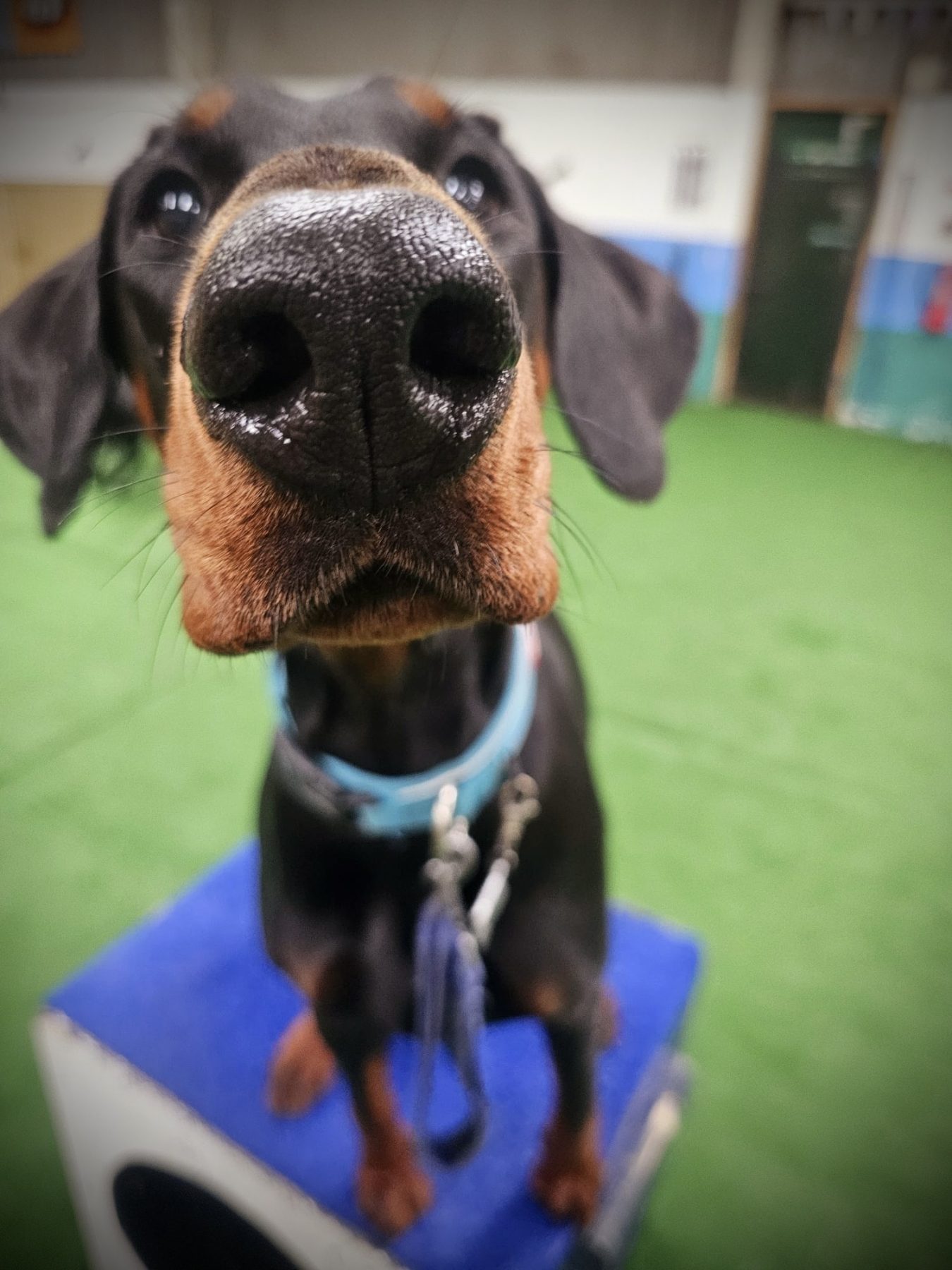 Doggy Day School