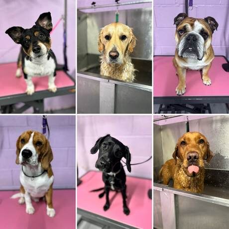Doggy Day Spa Six-panel collage of various dog breeds at a grooming salon, including dogs sitting on pink tables and being washed in metal bath tubs