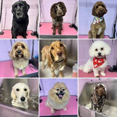 Doggy Day Spa Mixed group of dogs shown during grooming, including fluffy styled coats and dogs being bathed in sinks