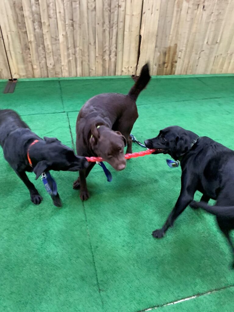 Doggy Day Club