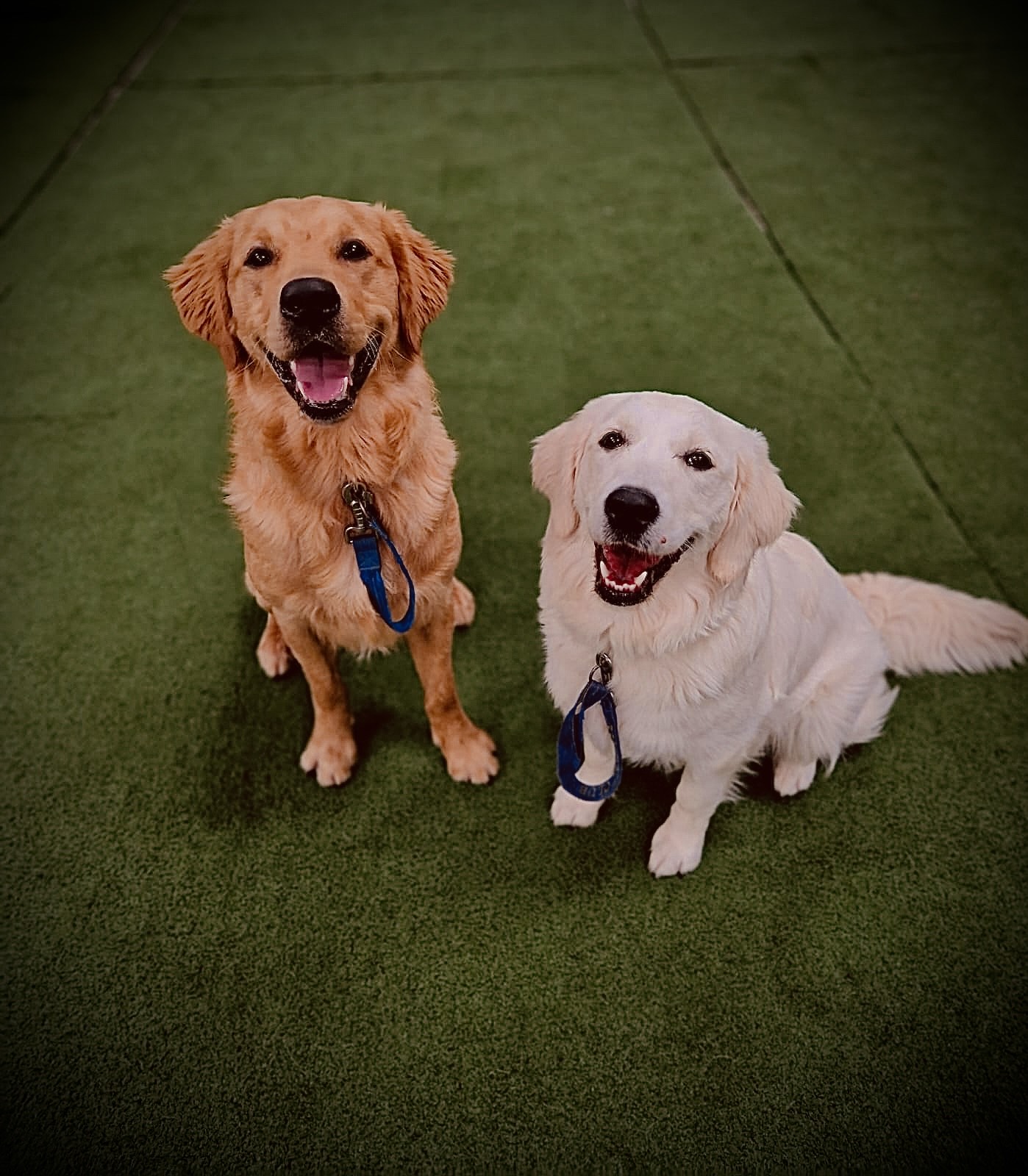 Doggy Day School