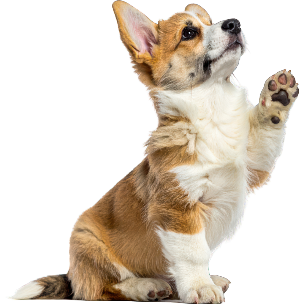 Doggy Day School