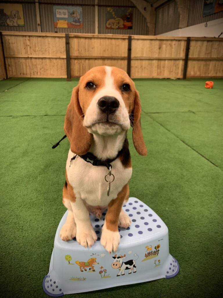 Doggy Day School
