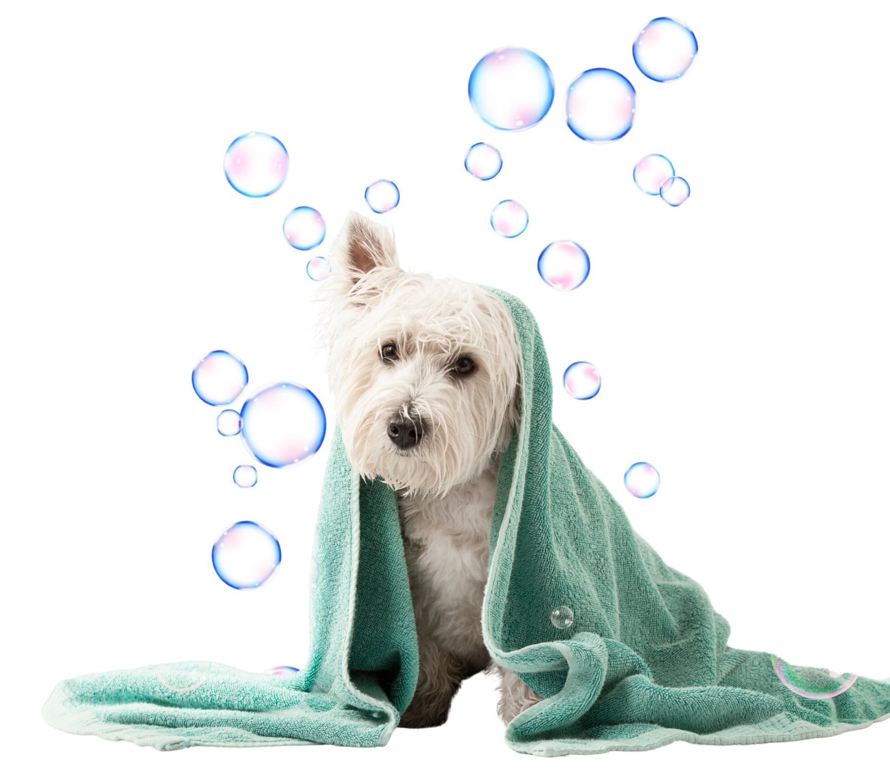 Doggy Day Spa Doggy Day Spa