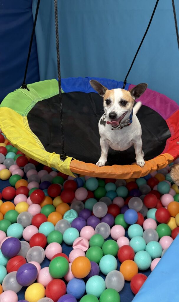 Doggy Day Soft Play