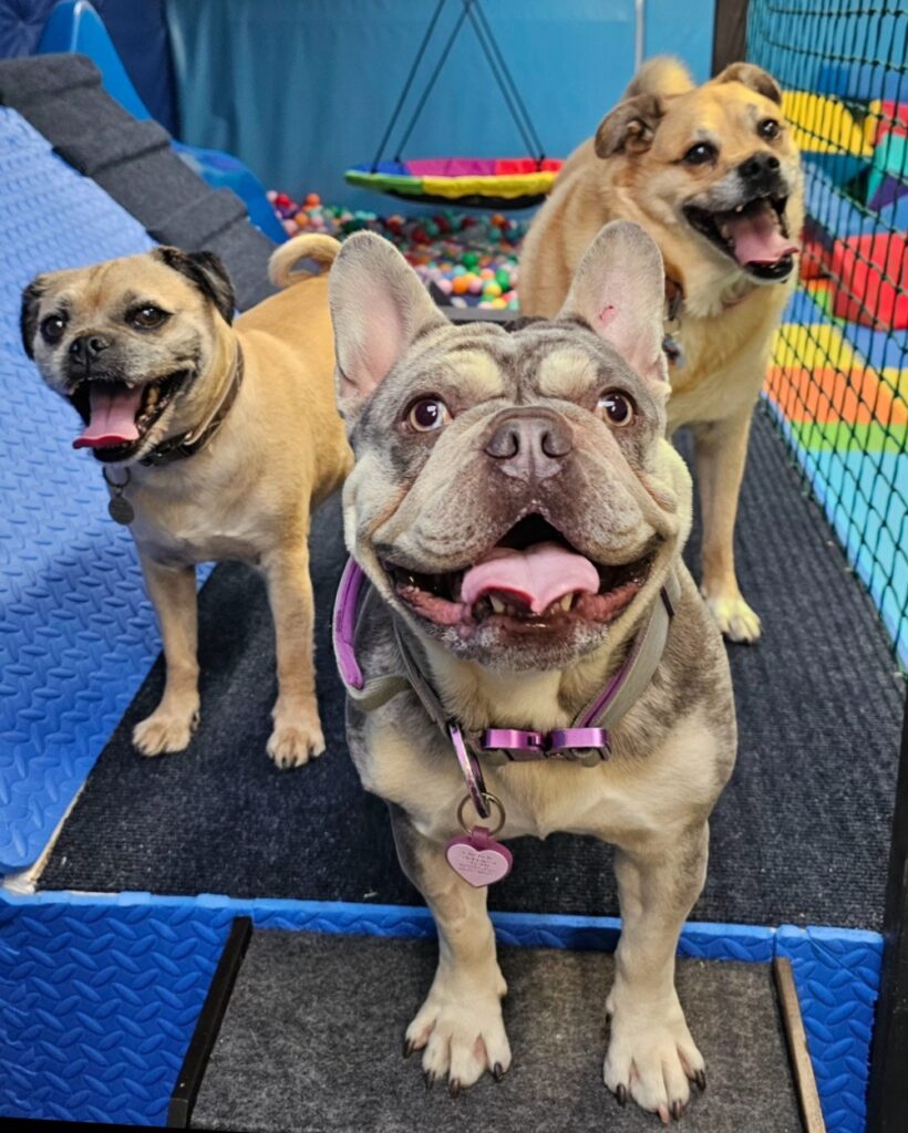 Doggy Day Soft Play