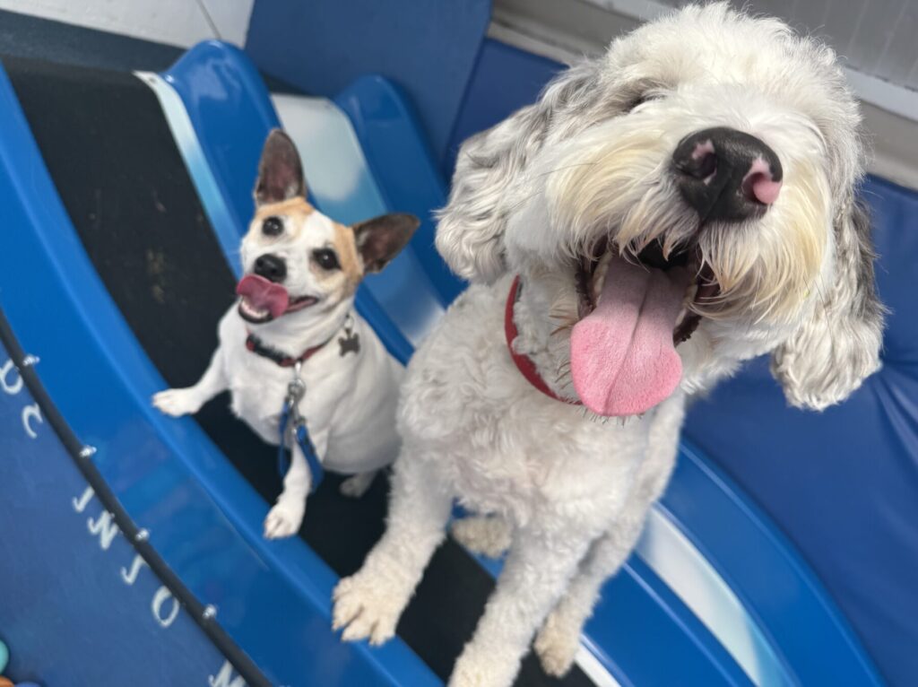 Doggy Day Soft Play