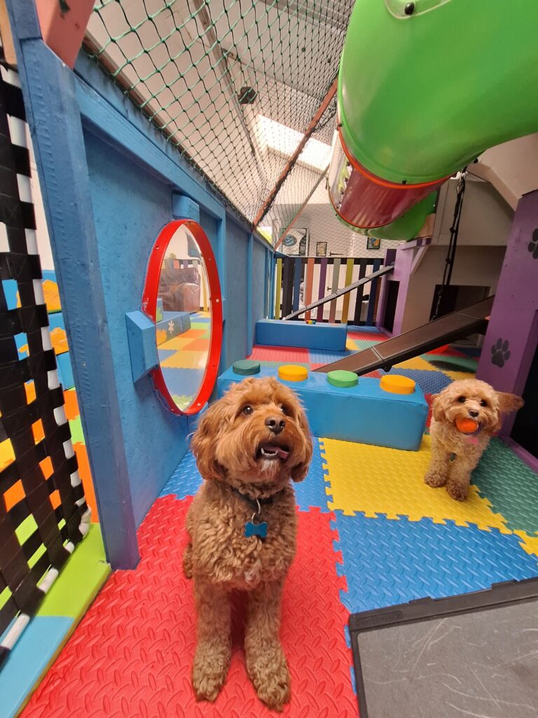 Doggy Day Soft Play